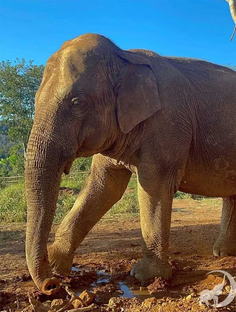 Morre elefanta que viveu 20 anos em ecoparque na Argentina e foi transferida para Santuário em MT