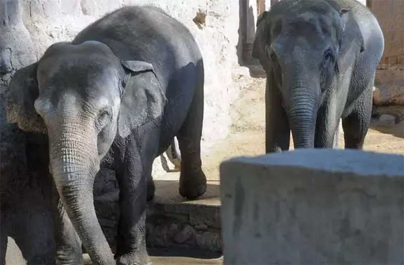 Pocha e Guillermina foram transferidas para o Santuário dos Elefantes — Foto: Reprodução/SEB