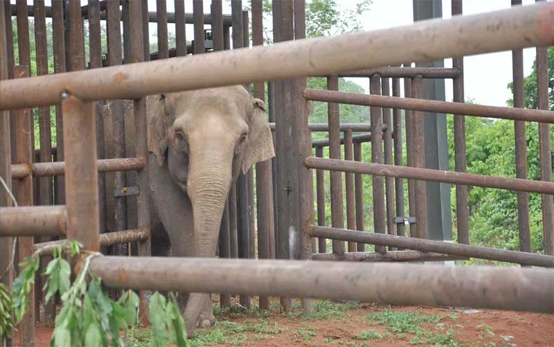 Elefanta Maia, ao ser devolvida à natureza em MT — Foto: Carolina Holland/G1