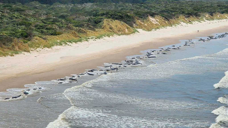 Cerca de 500 baleias-piloto encalham numa semana em praias da Nova Zelândia