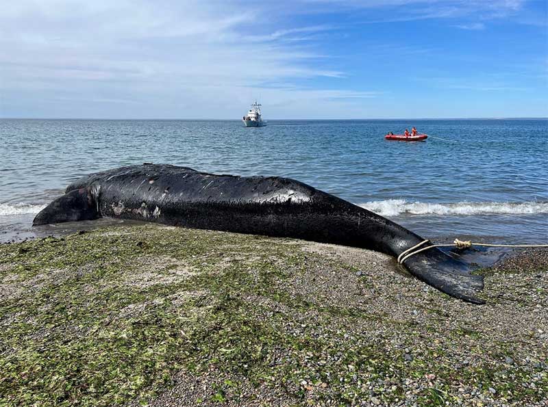 Treze baleias morrem em santuário na Patagônia