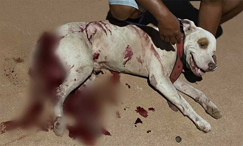 Homem mata cachorro a golpes de facão, em Santarém, PA