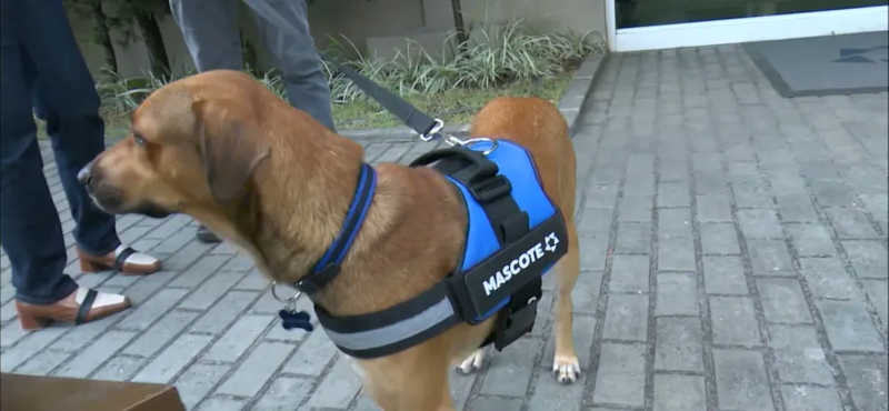 Cachorro é adotado por shopping de João Pessoa e se torna mascote do lugar. — Foto: Foto: Reprodução TV Cabo Branco