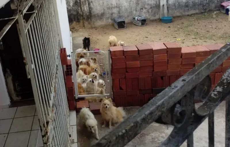 Justiça irá definir destino de cães da raça sptiz resgatados em João Pessoa, PB
