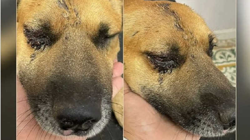 Cão apareceu ferido horas depois de ser entregue a moradora de fazenda