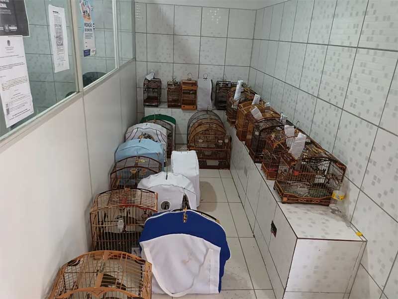 Homens são detidos e animais são resgatados em competição de canto de passarinhos realizada em Caruaru, PE