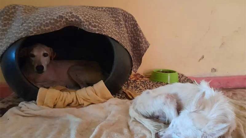 Cães do abrigo 'Eu Amo Animais' - Reprodução / Instagram