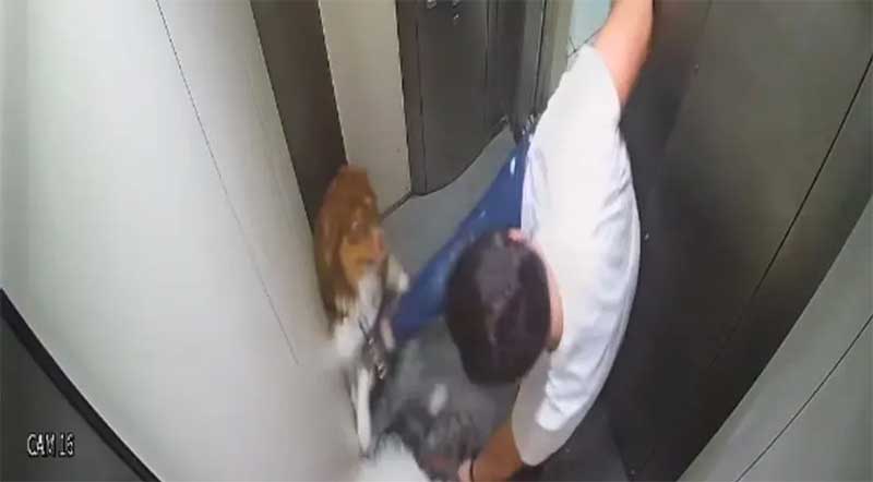 Homem agride cachorros em elevador de prédio no Recife — Foto: Reprodução/WhatsApp