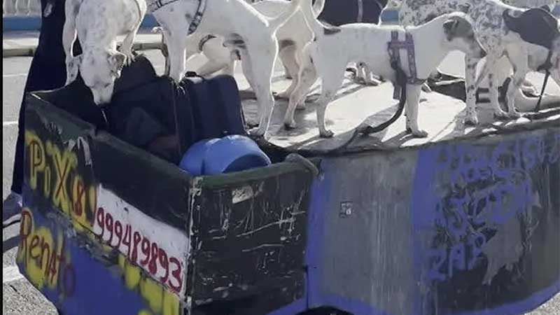 Cães ficavam confinados em carroça no Centro do Recife — Foto: Prefeitura do Recife/Divulgação