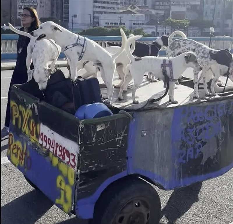 Vídeo mostra resgate de 23 cães em situação de maus-tratos no Centro do Recife; casal é levado para delegacia