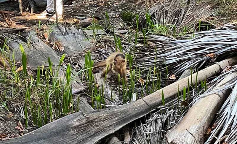 Macaco que ‘amolava faca’ e ‘lavava roupa’ é solto na natureza após três meses de reabilitação no Piauí