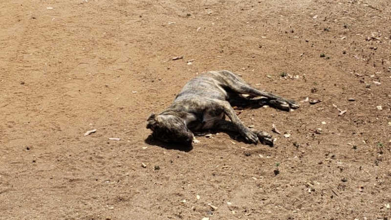 Cachorro é morto com tiro na cabeça em Picos