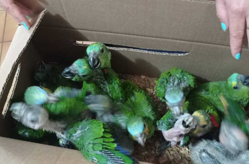 Homem é preso transportando 52 papagaios de Picos (PI) à Bahia