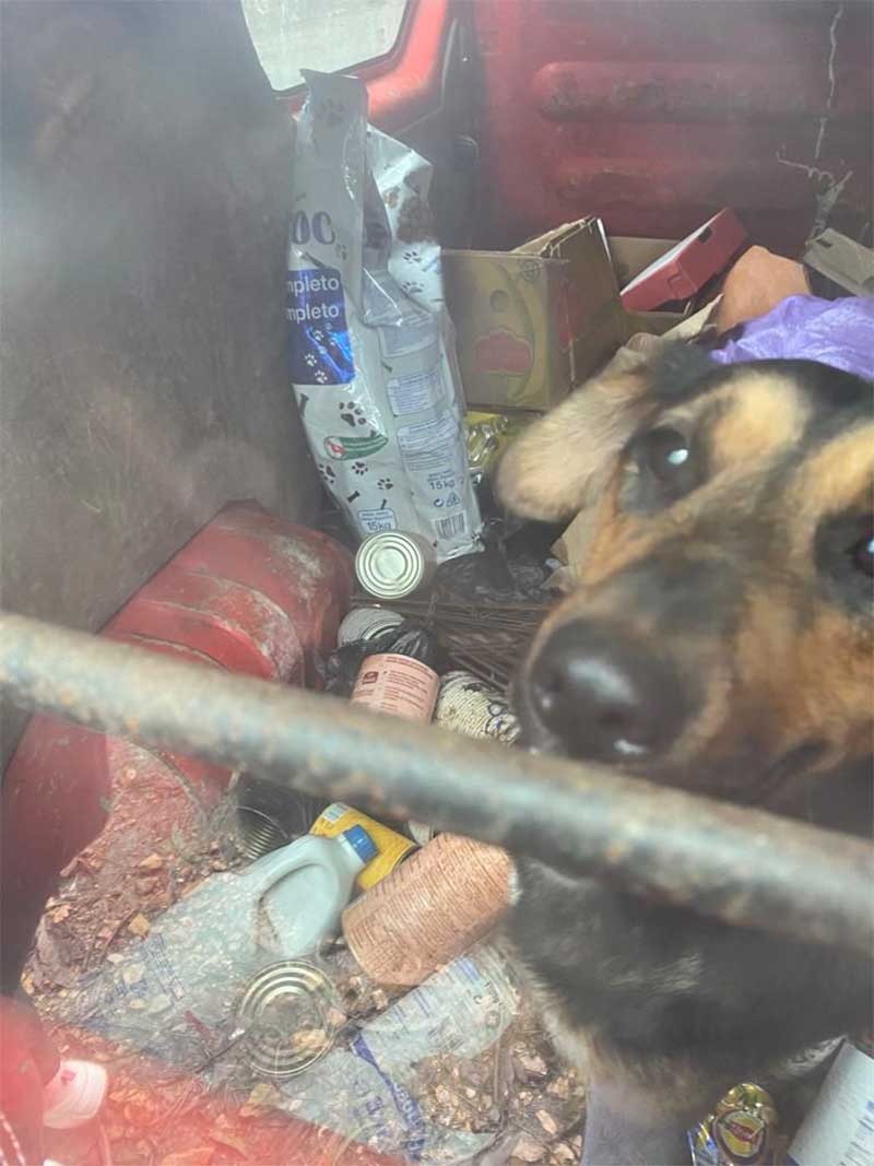 Portugal: canil ilegal de Canedo volta a ter cães em más condições
