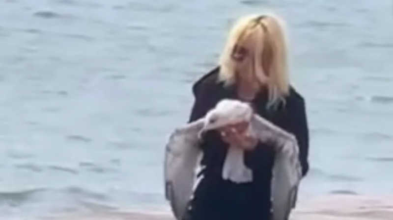Mulher detida por tentar torcer pescoço de gaivota em Lisboa