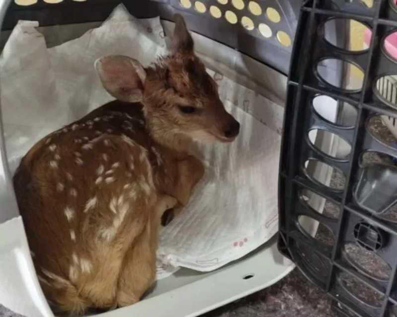 Cervo é resgatado após mãe ser morta por caçadores no PR; veja o vídeo