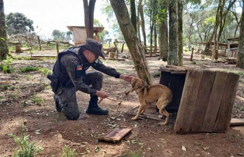 Homem é preso em flagrante por maus-tratos a cachorros em Barracão, PR