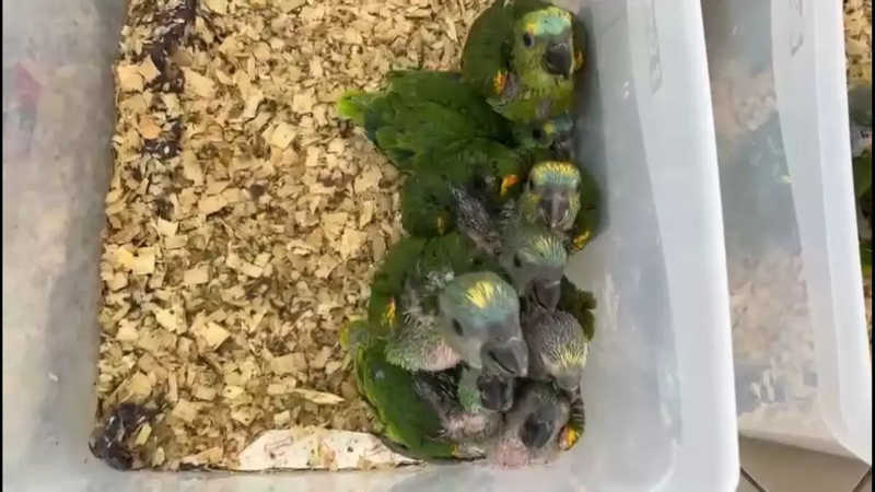 Filhotes de papagaios apreendidos recebem tratamento em Londrina, PR