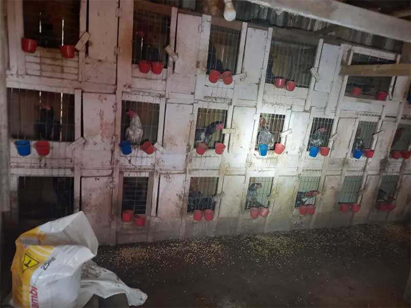 Suspeito de promover rinhas de galos é preso e 70 animais são resgatados em Campo Largo, PR
