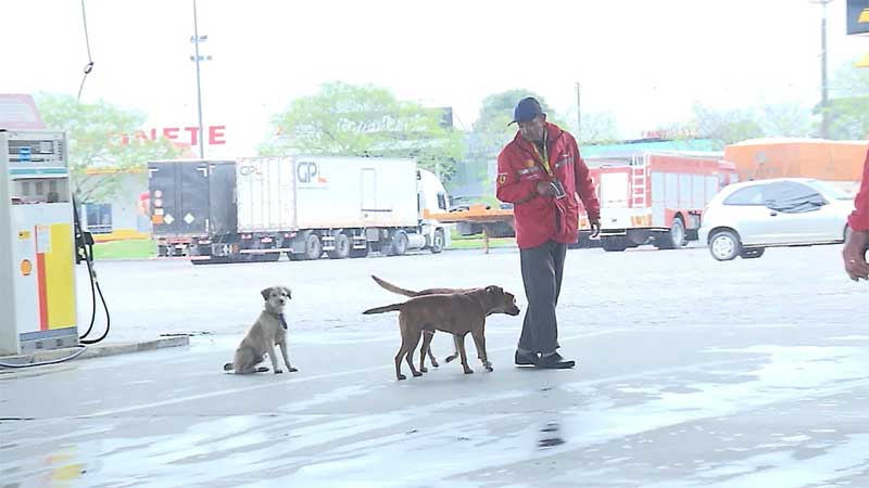 Todos os funcionários do posto de combustíveis cuidam dos animais — Foto: Reprodução/RPC