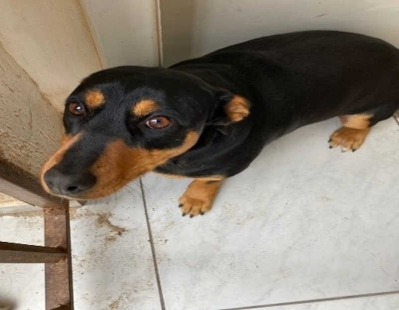 Cães resgatados por concessionária de rodovias no Paraná estão disponíveis para adoção no Projeto Me Adota