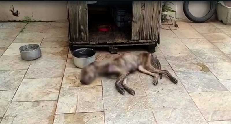 Cão é encontrado com sinais de maus-tratos em Londrina, PR; tutora diz que tirou animal da rua