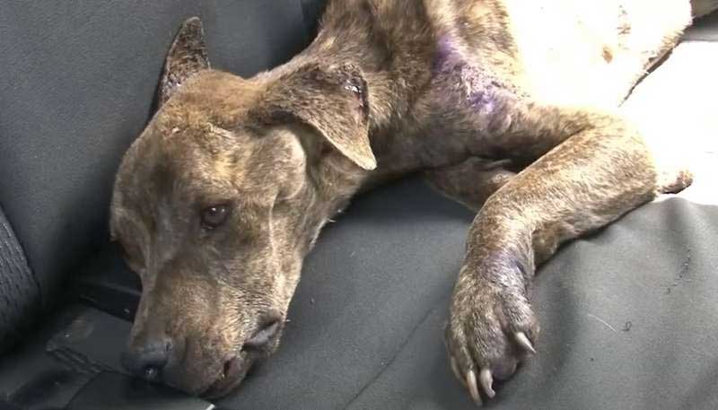 Morre cachorra resgatada em situação de maus-tratos na zona norte de Londrina, PR