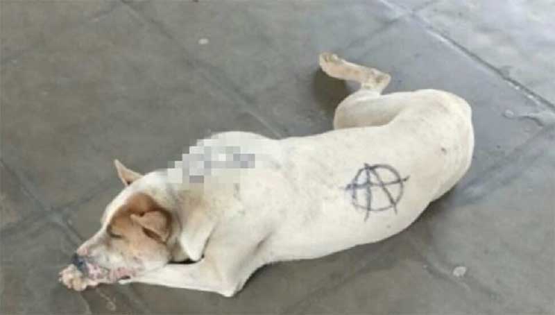 Cachorro é pichado e vira alvo de investigação da Polícia Civil no Paraná