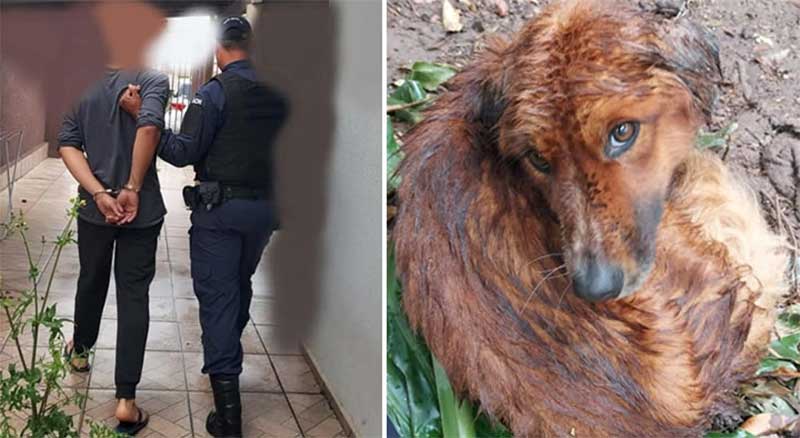 Cão morre após ficar sem água, comida e amarrado em árvore em Ponta Grossa, PR; homem foi preso