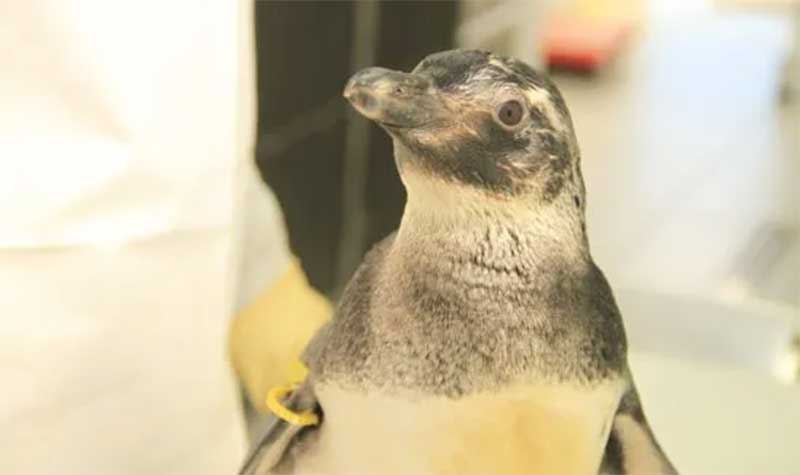 Só em setembro, mais de 800 pinguins encalharam no litoral do Paraná