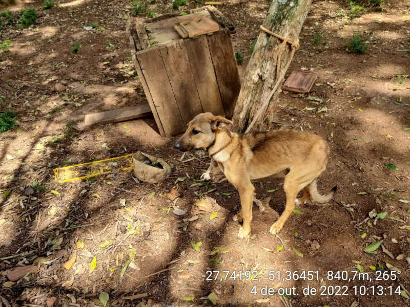 Ambiental faz prisão em flagrante por maus-tratos contra cães em Barracão, RS