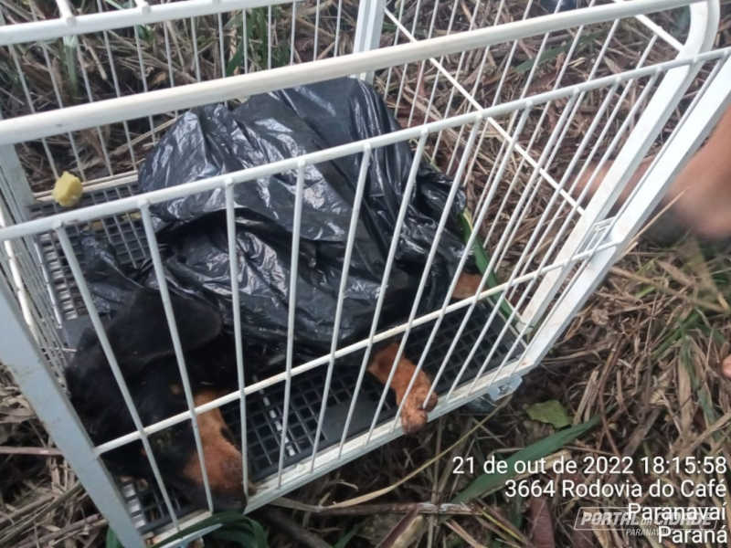 Cachorro é abandonado vivo dentro de saco de lixo na BR-376, no PR