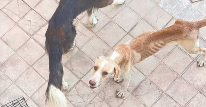 Três cães em magreza extrema resgatados de casa em Matosinhos, Portugal