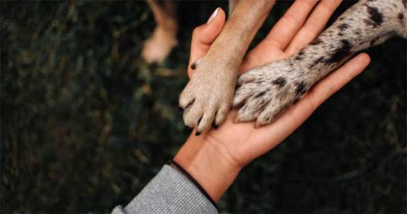 Prefeitura de Macaé (RJ) lançará Cartilha de Proteção Animal nesta terça-feira