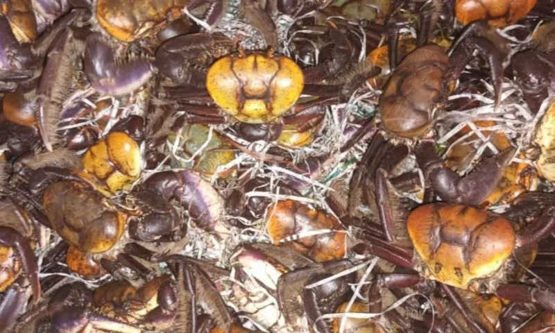 Cerca de 450 caranguejos são apreendidos em Niterói e São Gonçalo, no RJ