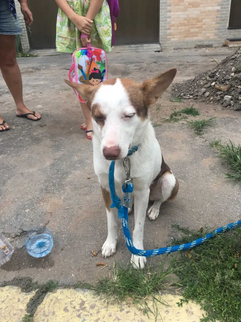 Cachorro é abandonado por mulher na zona norte do Rio; VÍDEO