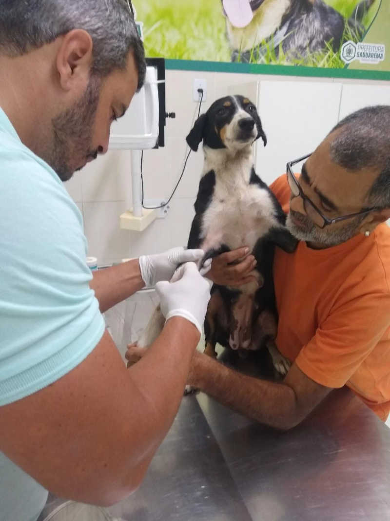 Prefeitura de Saquarema (RJ) institui programa de valorização das atividades de cuidadores de animais