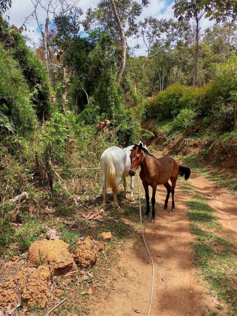 Dois cavalos e uma égua soltos nas ruas de Teresópolis são apreendidos e enviados para o curral de apreensão de Seropédica
