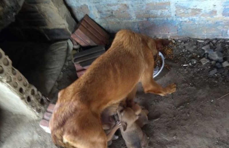 Cadela com oito filhotes é abandonada pela tutora em Camaquã, RS