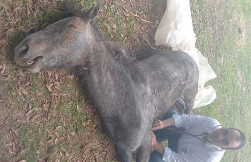 Cavalo morre após suposta negligência de tutor em Camaquã, RS