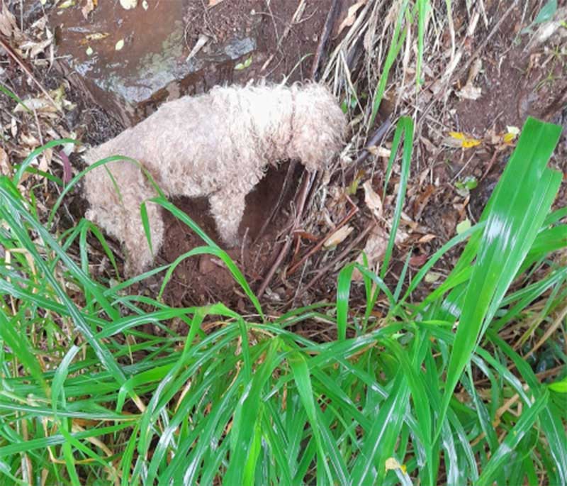 Cachorrinha doente foi abandonada para morrer no interior de Crissiumal, RS