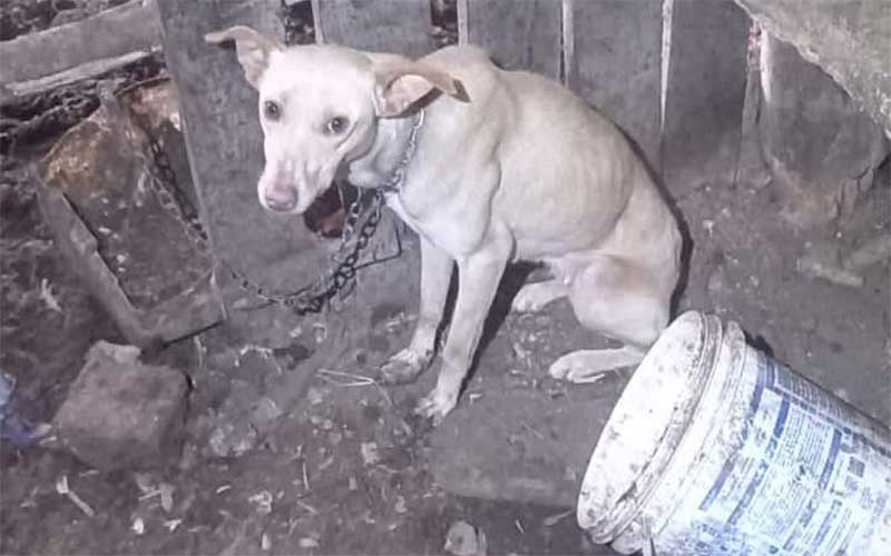 Homem é preso por maus-tratos a cães e criação de javalis em Farroupilha, RS