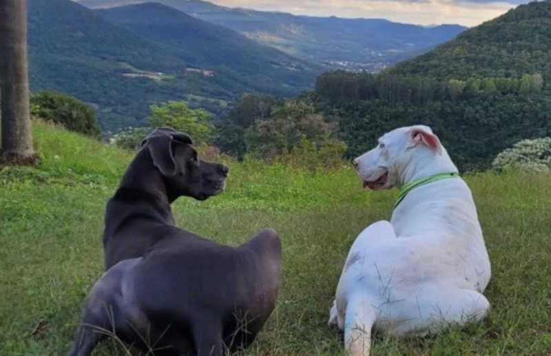 Cadela surda recebe ajuda de ‘irmão’ e relação entre os cães vira motivo de orgulho para tutora