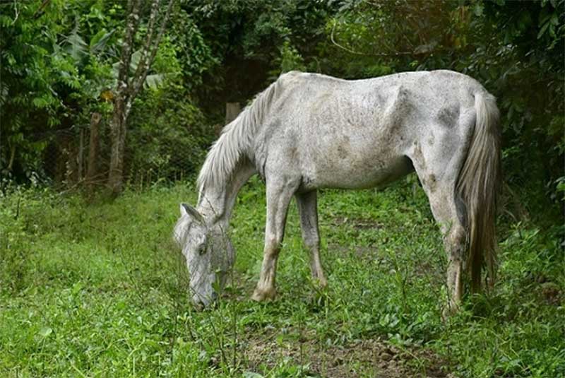 Cavalos para adoção aguardam novo lar no Parcão em Novo Hamburgo, RS