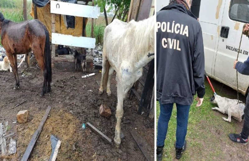Polícia Civil e Prefeitura resgatam três cavalos e um cão em situação de maus-tratos em Pelotas, RS