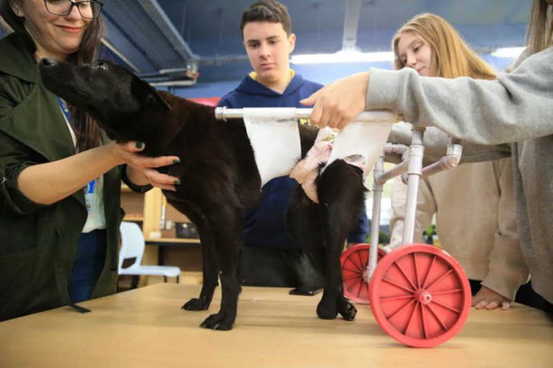 Estudantes desenvolvem cadeiras de rodas para animais com deficiência (imagem: Ronaldo Bernardi/Agência RBS/Diário Gaúcho)