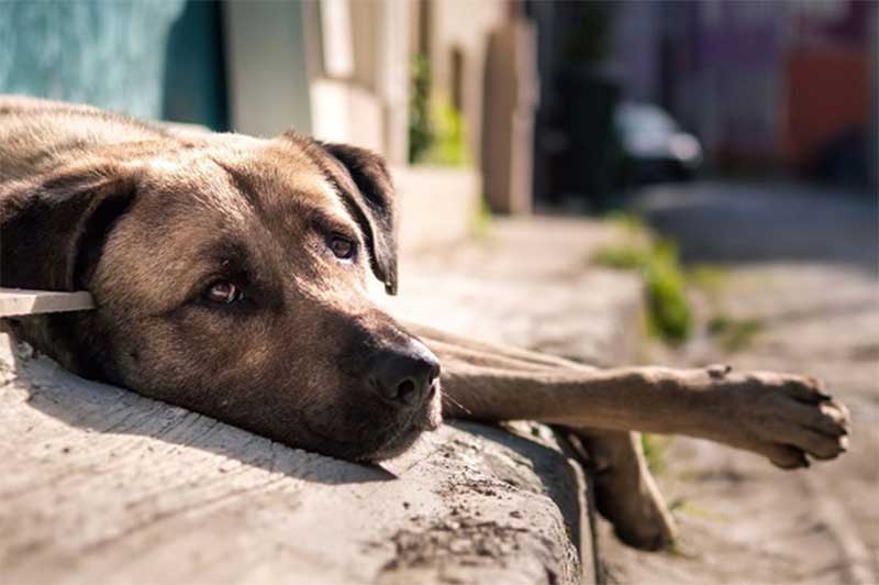Donos de pet shop são condenados por maus-tratos contra animais no Alto Vale do Itajaí, em SC