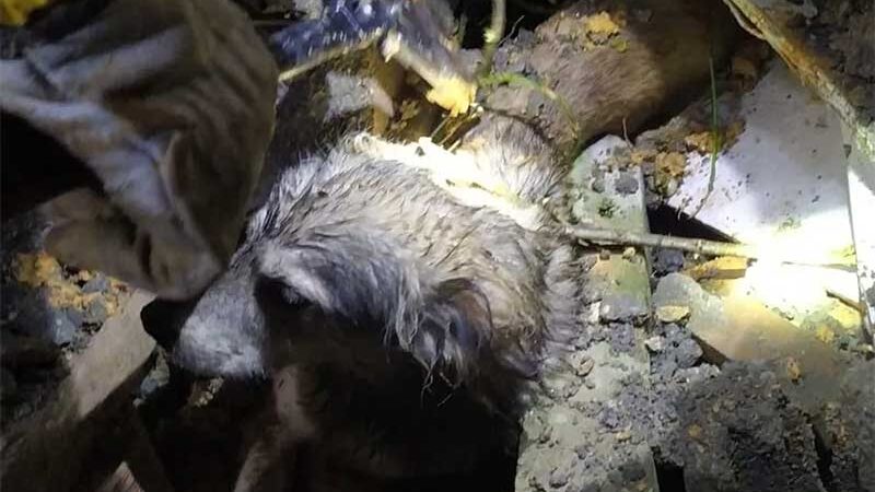 Cão soterrado após muro desabar por conta das chuvas é resgatado em SC; FOTOS