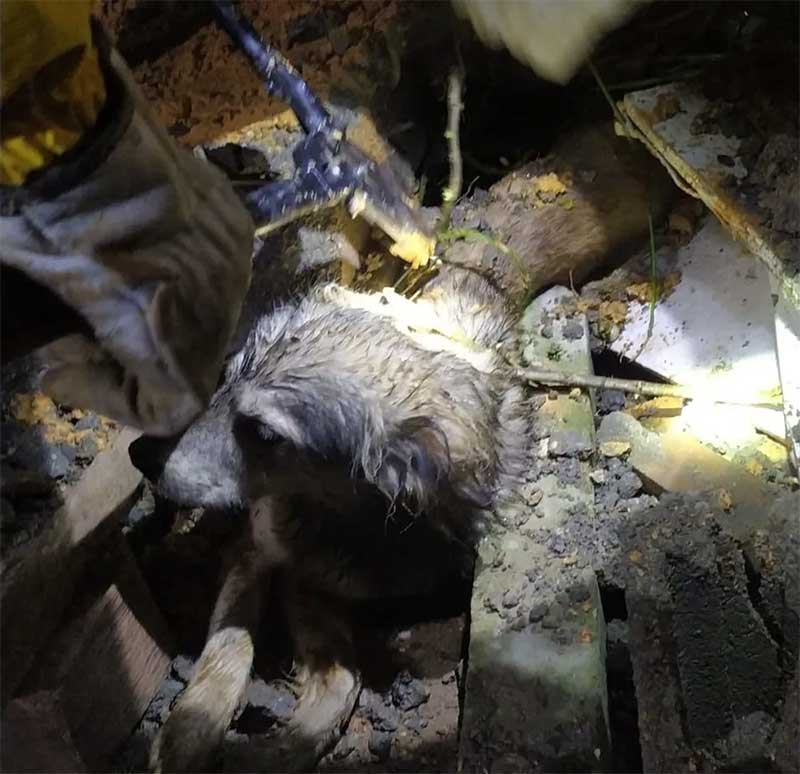 Cão soterrado após muro desabar por conta das chuvas é resgatado em SC; FOTOS