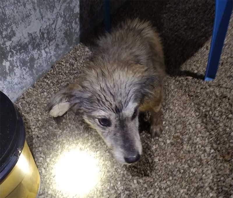 Cão soterrado após muro desabar por conta da chuvas é resgatado em SC — Foto: Corpo de Bombeiros/Divulgação
